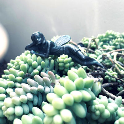 The Iron Fairy Savannah