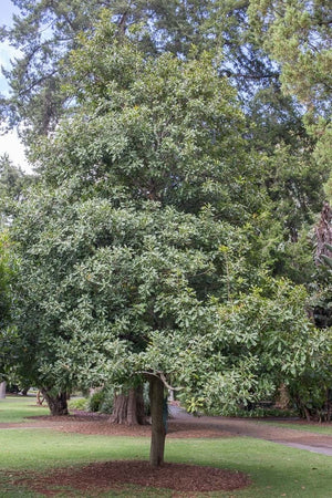 MACADAMIA INTEARIFOLIA 200MM