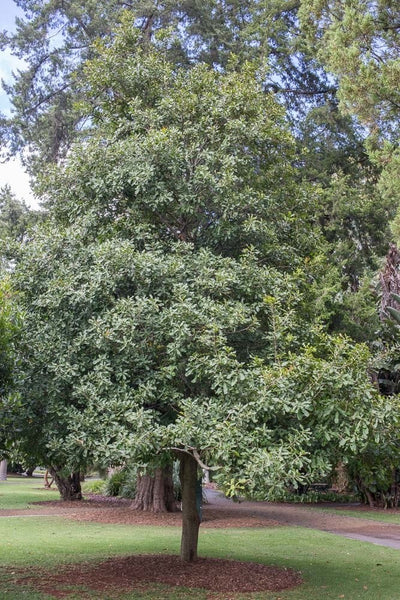 MACADAMIA INTEARIFOLIA 200MM