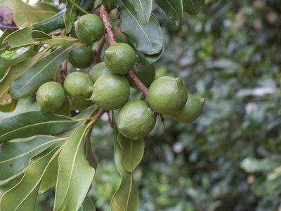 MACADAMIA INTEARIFOLIA 200MM