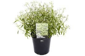 EUPHORBIA STARDUST WHITE SPARKLE 17CM 