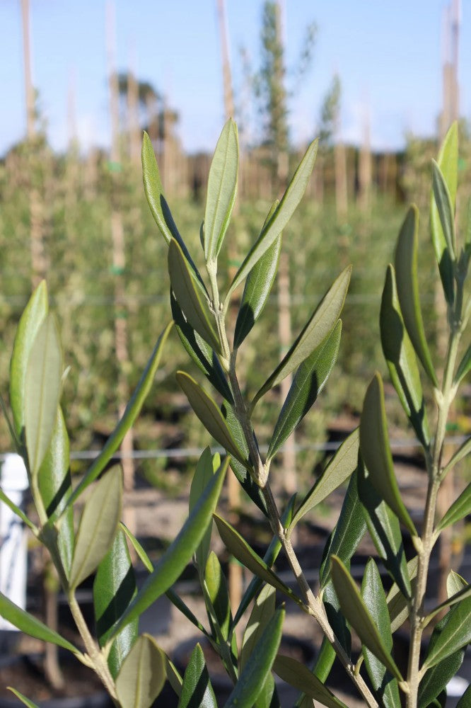 OLEA EUROPAEA (NON FRUITING) [Sz:175MM]