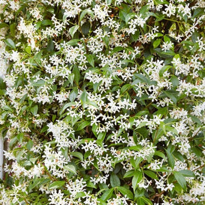 TRACHELOSPERMUM JASMINOIDES 140MM