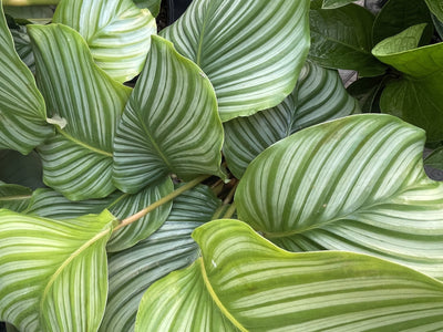 CALATHEA ORBIFOLIA [Sz:255MM]