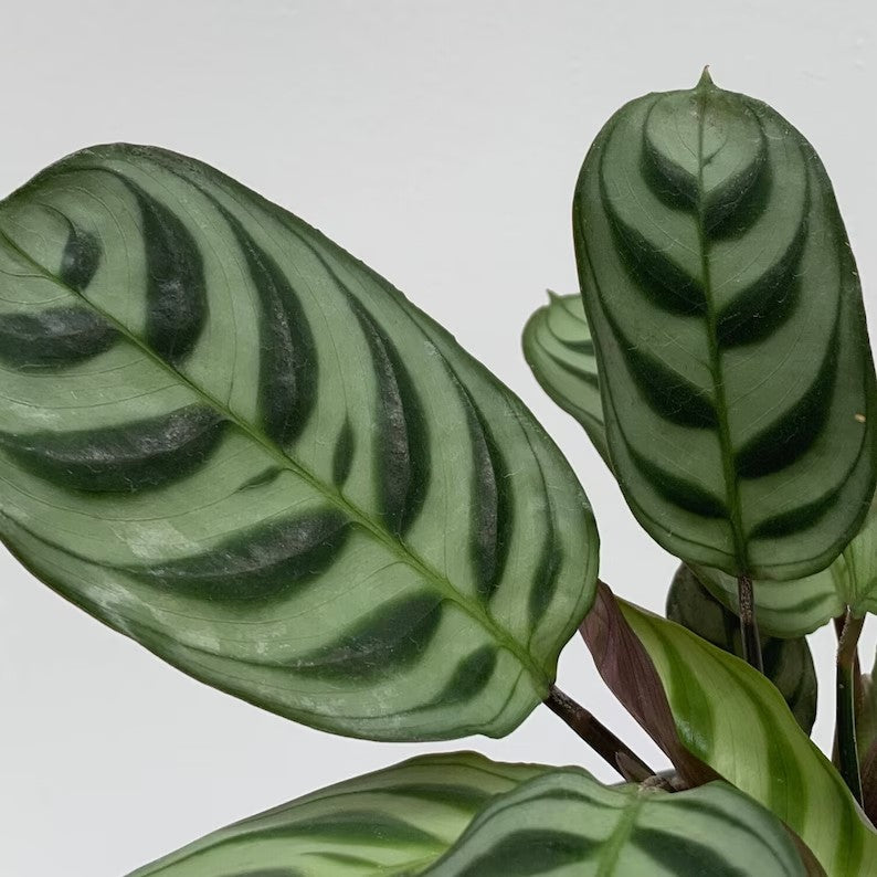 CTENANTHE BURLE MARX [Sz:130MM]