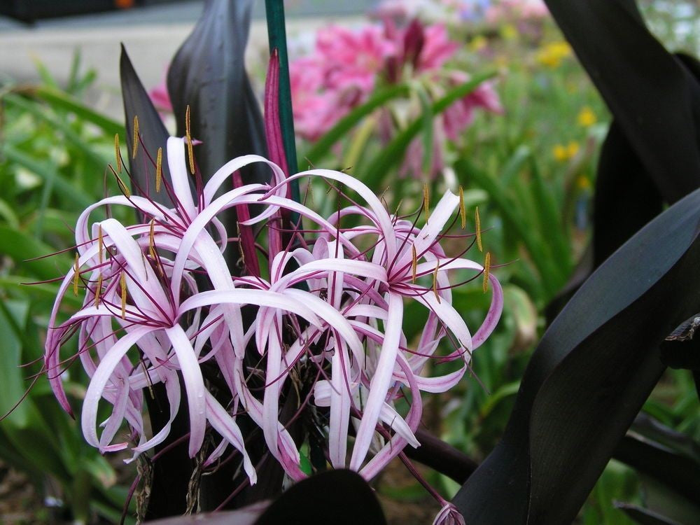 CRINUM PURPLE DREAM [Sz:17CM]