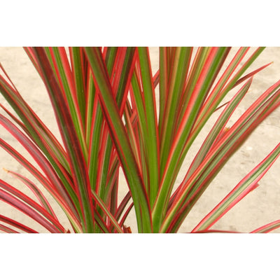 DRACAENA COLORAMA [Sz:12LT]