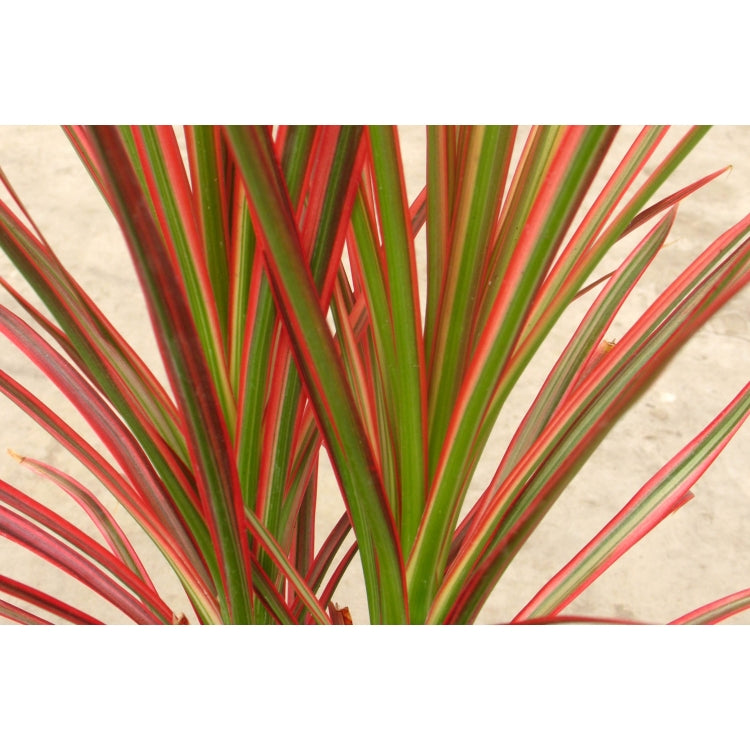 DRACAENA COLORAMA [Sz:12LT]