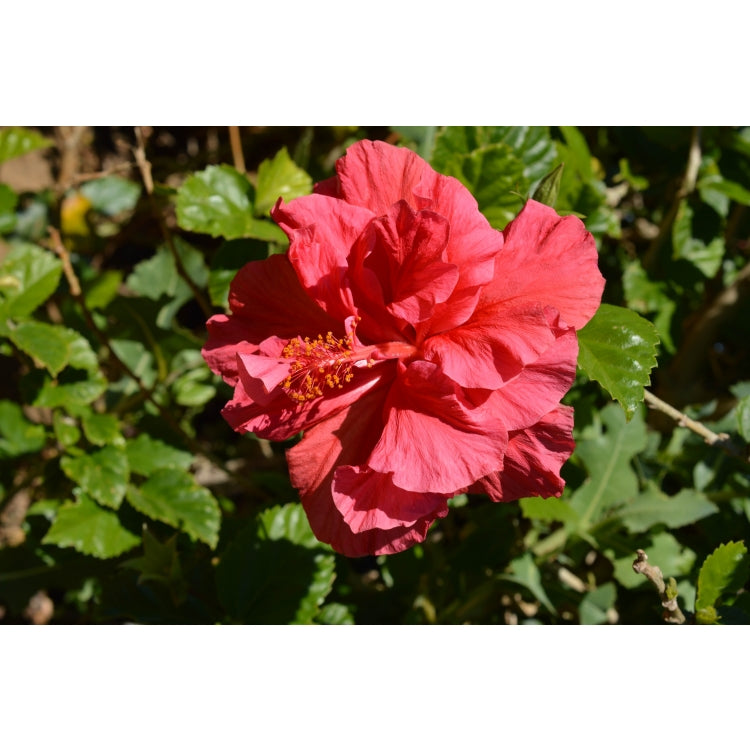HIBISCUS SABRINA