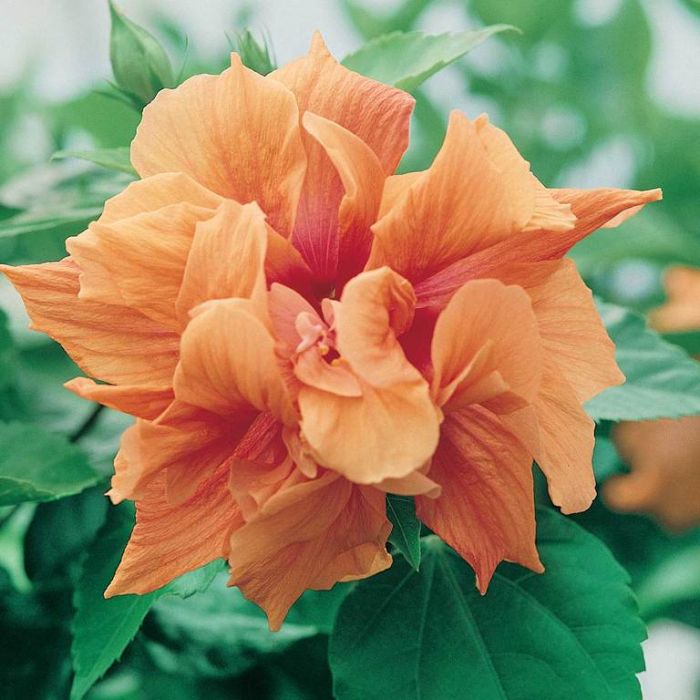 HIBISCUS DJ OBRIEN