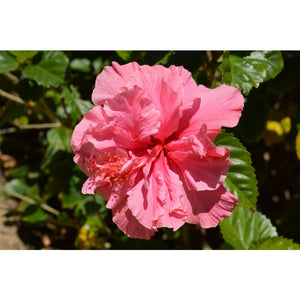 HIBISCUS MRS GEORGE DAVIES [Sz:5LT]