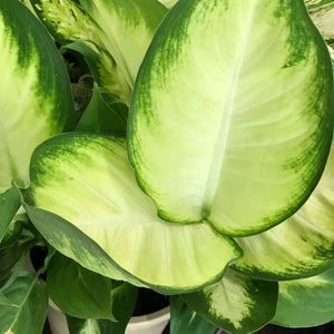DIEFFENBACHIA TROPIC MARIANNE 140MM