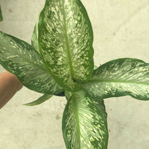 DIEFFENBACHIA TIKI [Sz:140MM]