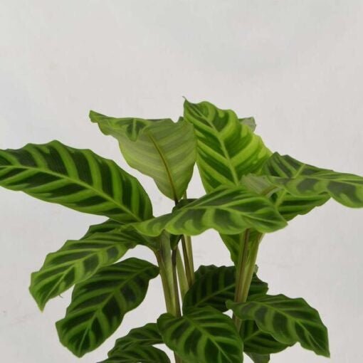 CALATHEA ZEBRINA [Sz:140MM]