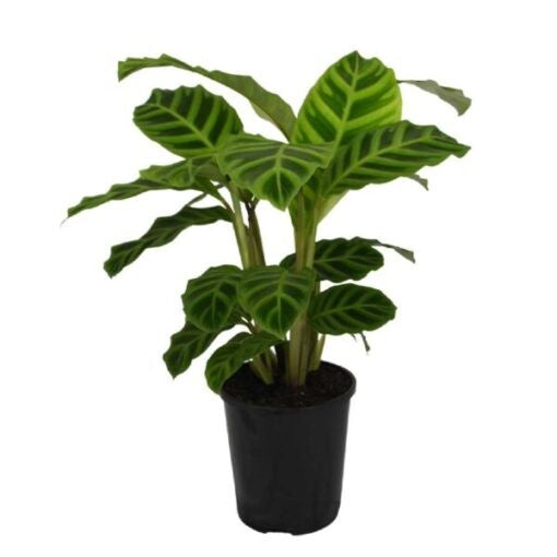 CALATHEA ZEBRINA