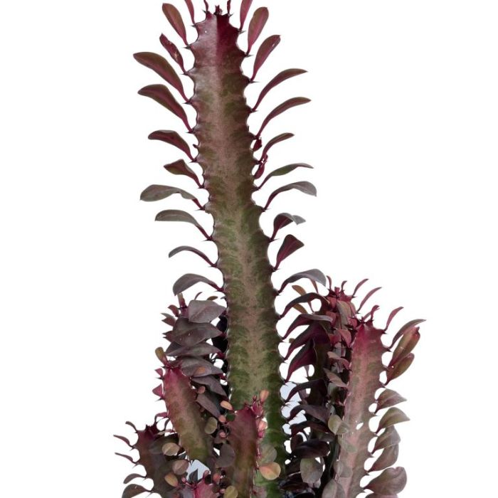 EUPHORBIA RED DEVIL 180MM