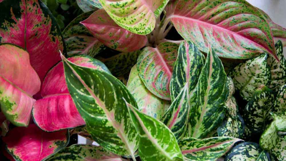 AGLAONEMA [Sz:100MM]