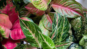 AGLAONEMA [Sz:100MM]