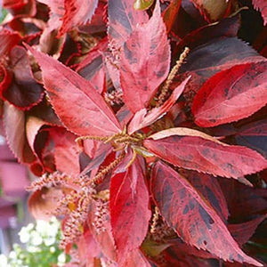 ACALYPHA WILKESIANA RED [Sz:225MM]