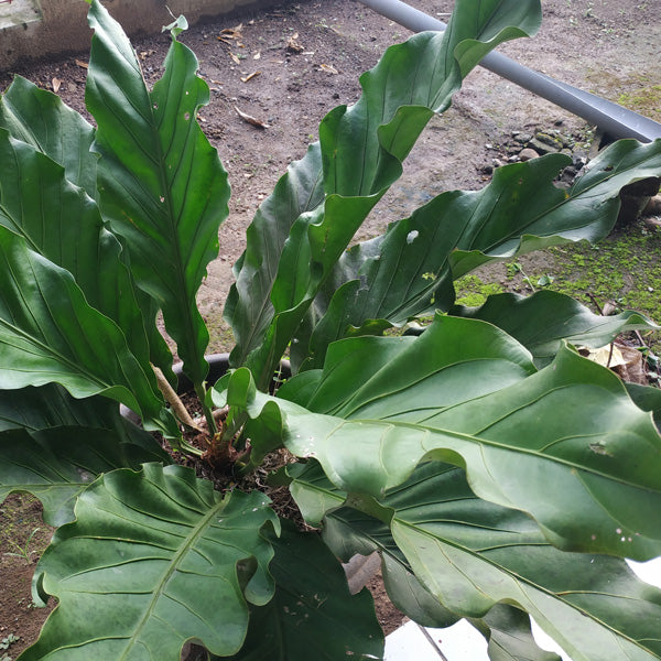ANTHURIUM WAVE OF LOVE