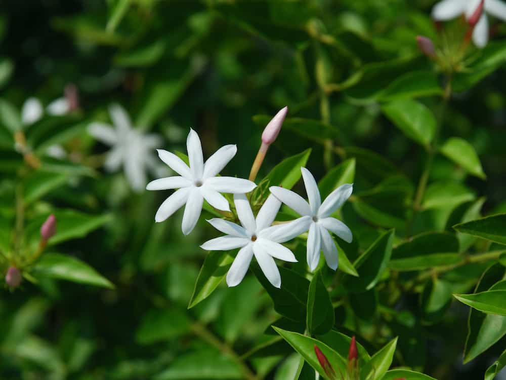 JASMINUM NITIDUM