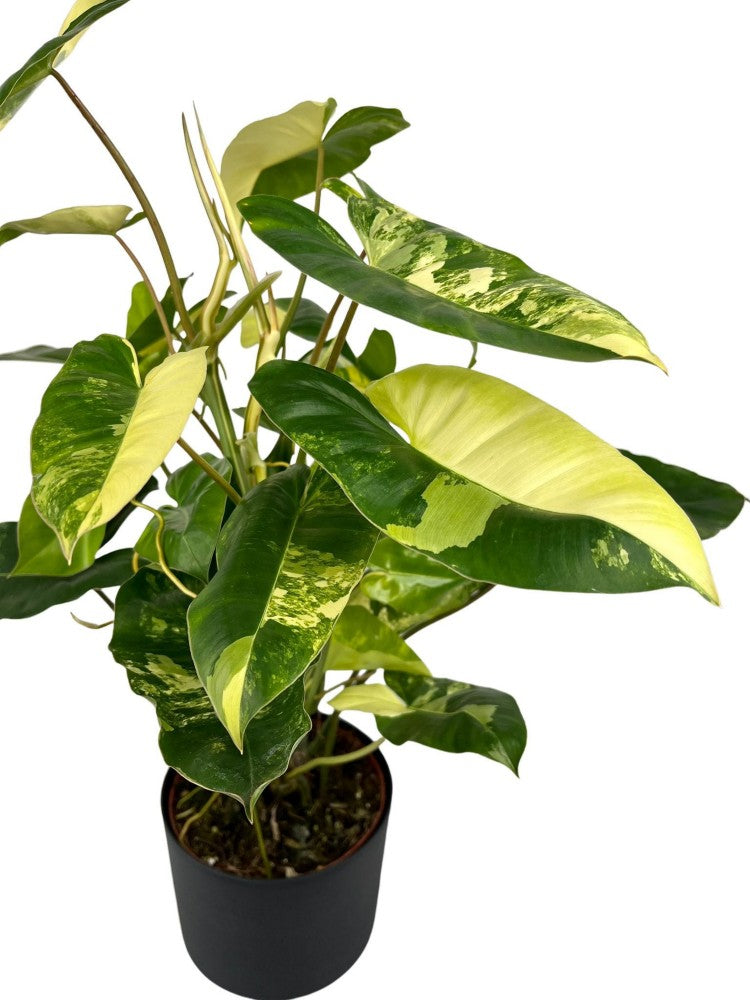 Philodendron 'Burle Marx' variegata 150MM