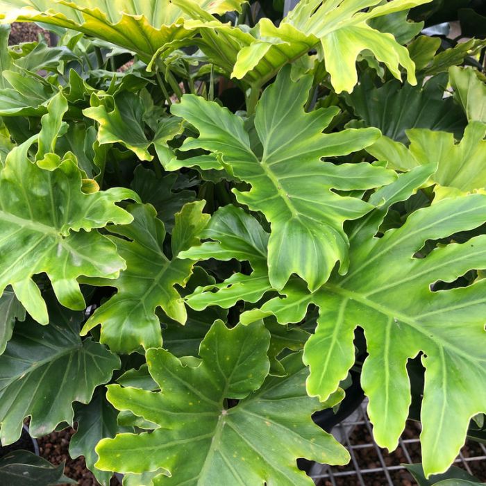 PHILODENDRON HOPE