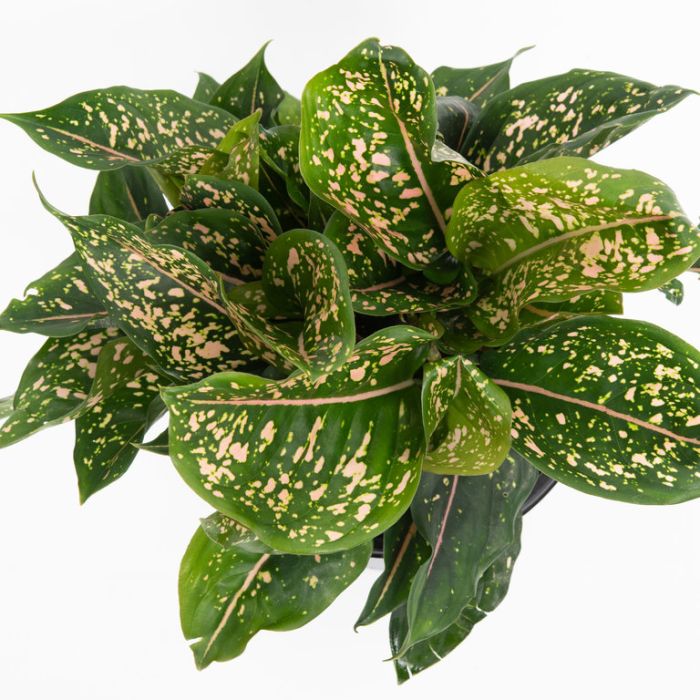 AGLAONEMA PINK DALMATION