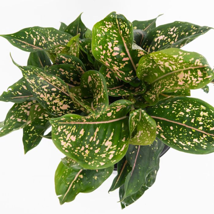 AGLAONEMA PINK DALMATION [Sz:200MM]