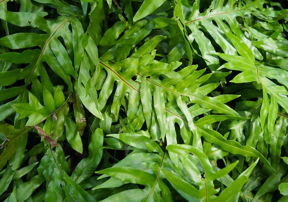 KANGAROO FERN [Sz:130MM]