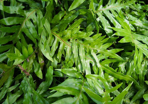 KANGAROO FERN [Sz:130MM]