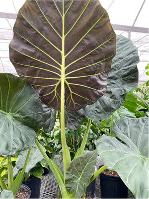 ALOCASIA - REGAL SHIELD ELEPHANT EAR [Sz:250MM]