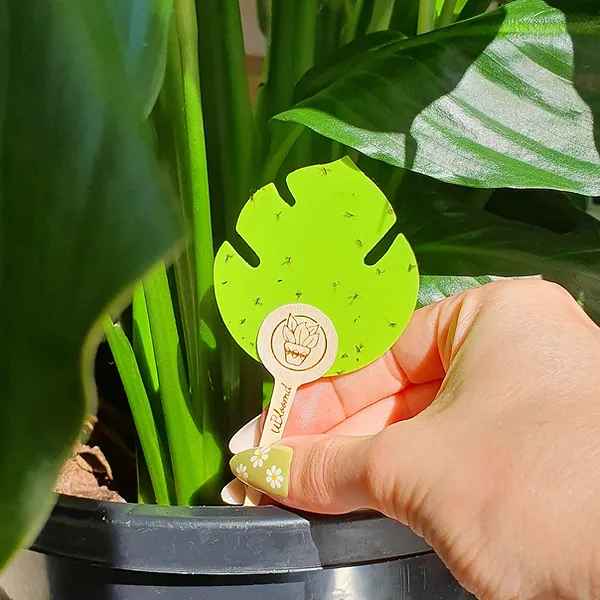 Monstera Shaped Green Plant Traps 10 Pack