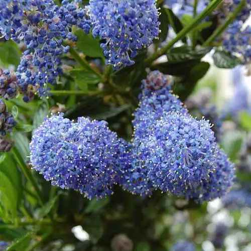 Ceanothus 'Blue Pacific'