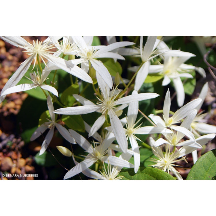 Clematis 'Southern Star'