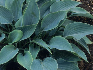 HOSTA  HALCYON [Sz:90MM]
