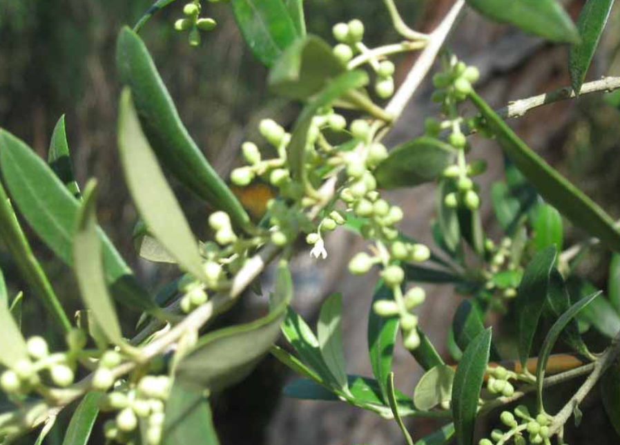Olea Swan Hill Olive Tree [Sz:30LT]