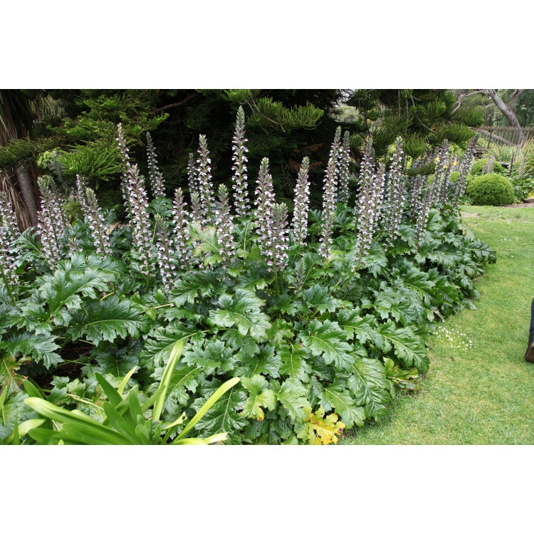 ACANTHUS MOLLIS [Sz:140MM]