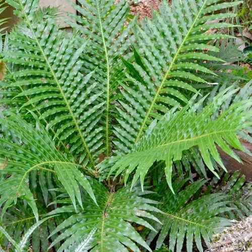 BLECHNUM SILVER LADY [Sz:140MM]