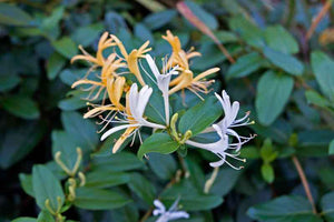 LONICERA JAPONICA [Sz:175MM]