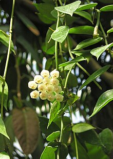 Hoya lacunosa [Sz:100MM]