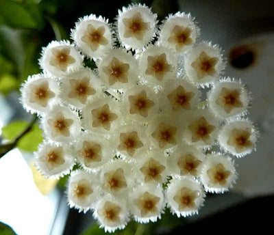 Hoya lacunosa [Sz:100MM]