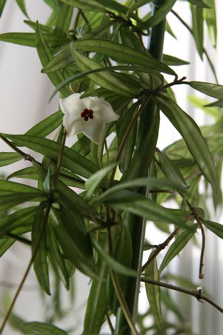 Hoya pauciflora [Sz:100MM]