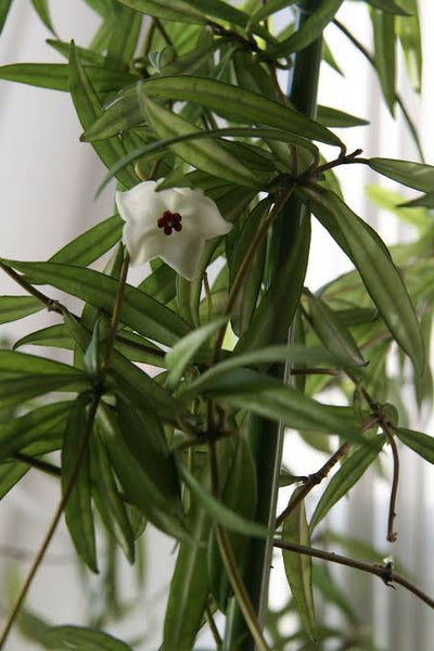 Hoya pauciflora [Sz:100MM]