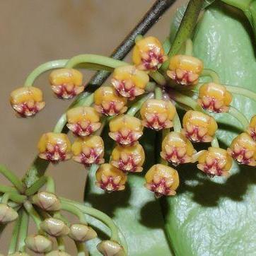 Hoya plicata [Sz:100MM]