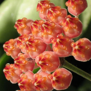 Hoya sp aff buroniae [Sz:100MM]