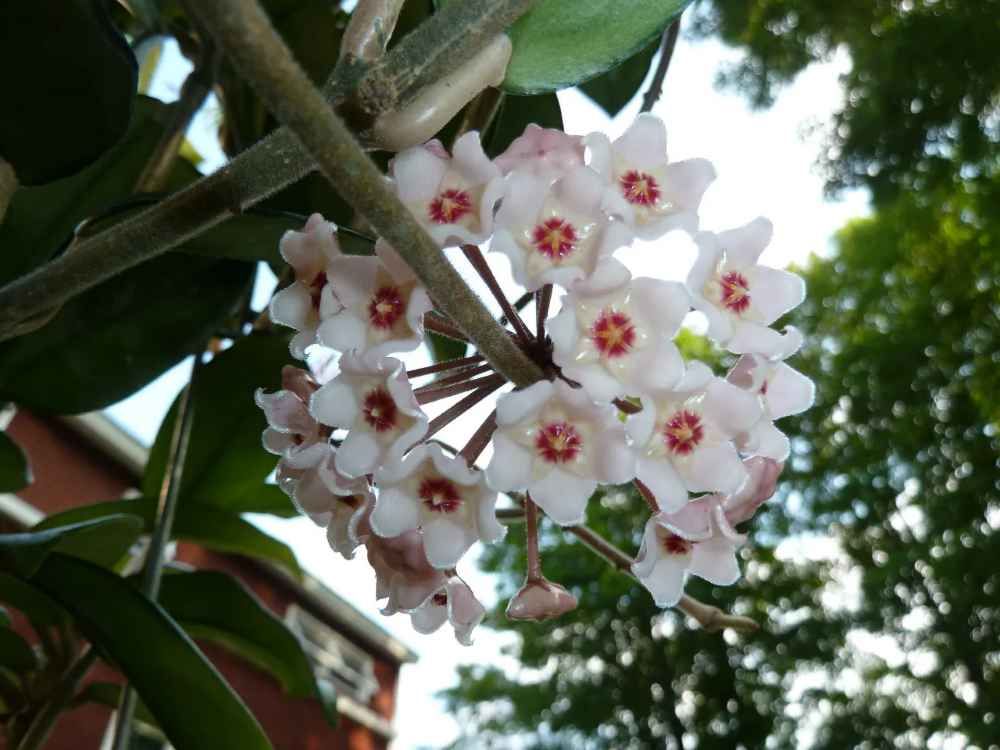 Hoya crassiflora China IML0142 [Sz:100MM]