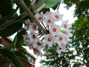 Hoya crassiflora China IML0142 [Sz:100MM]