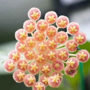 Hoya obscura Pink [Sz:100MM]