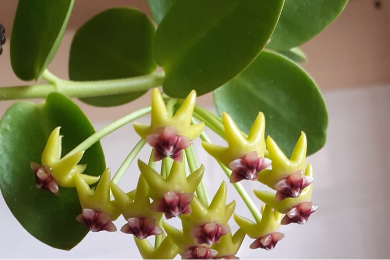 Hoya cumingiana [Sz:100MM]